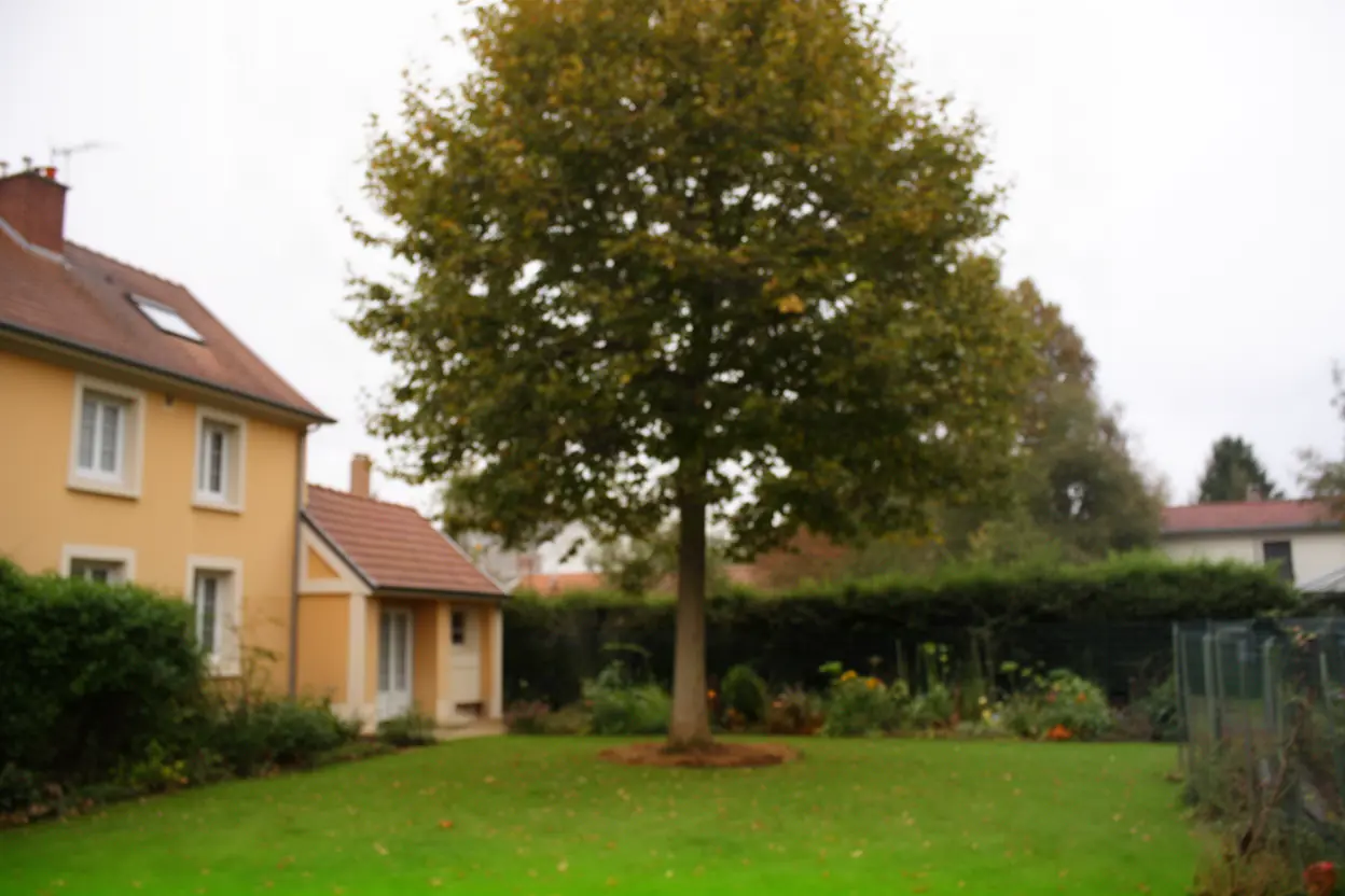 Grand arbre au milieu d’une pelouse avant abattage à Nancy