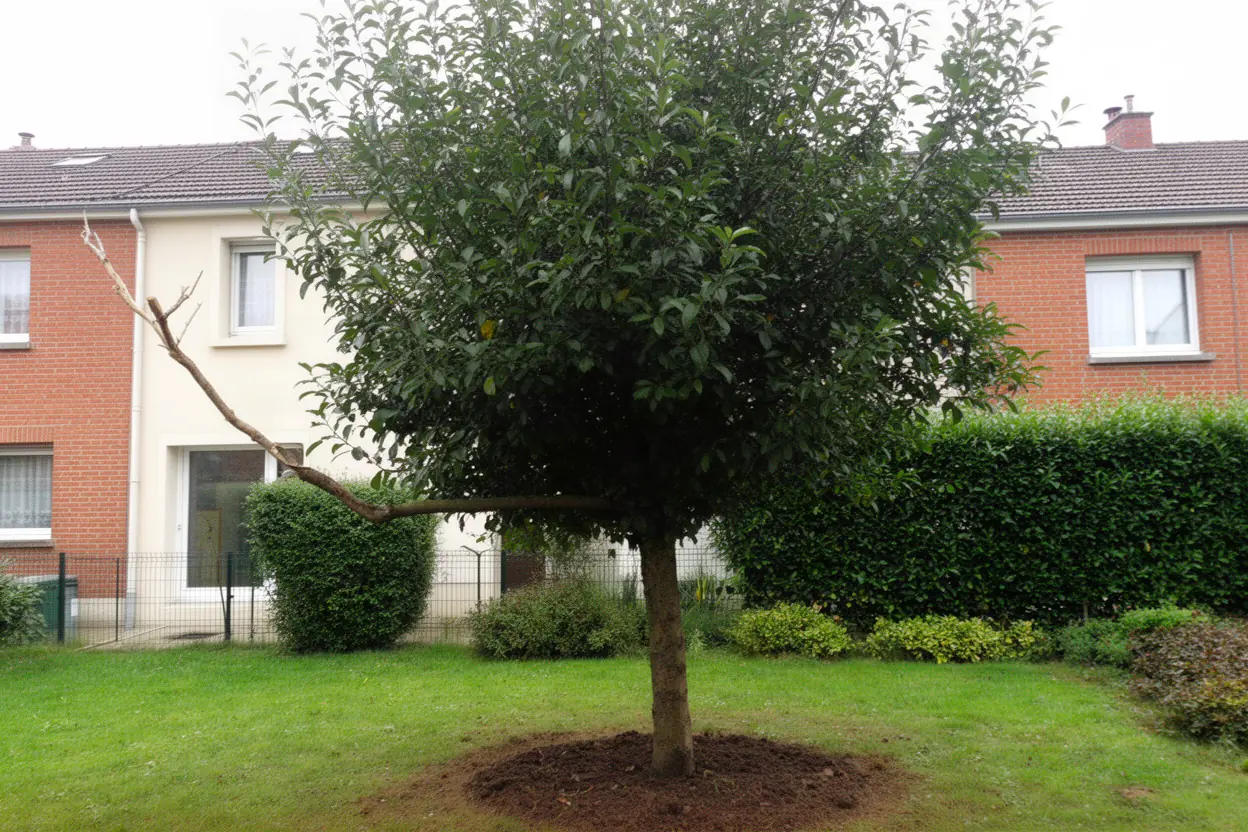 Arbre avant mise en sécurité à Saint-Max
