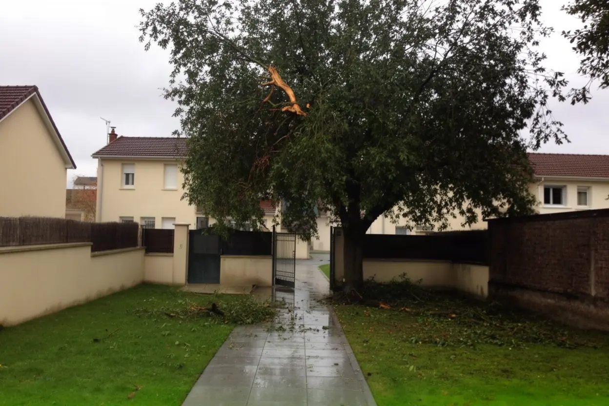 Branche dangereuse avant intervention à Nancy