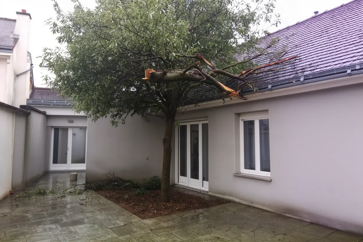 Branche cassée suspendue au-dessus d’une cour à Nancy